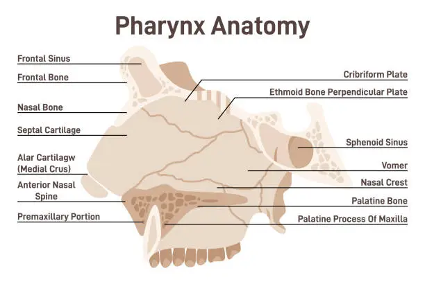 Vector illustration of Pharynx anatomy. Anatomical structure of the nasal passages