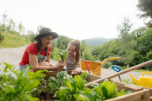 Photo of mother and daughter picking leafy green vegetables from their garden bed.