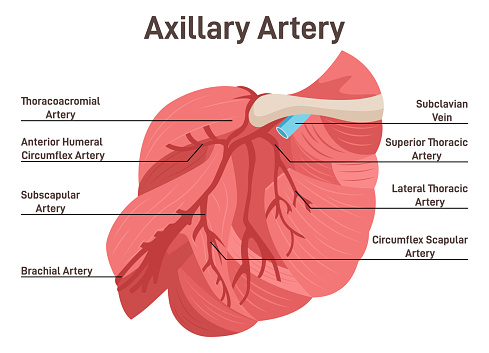 Axillary artery. The main veins and arteries of the shoulder, blood vessels that provide blood to the lateral aspect of the thorax, the armpit and the upper limb. Flat vector illustration