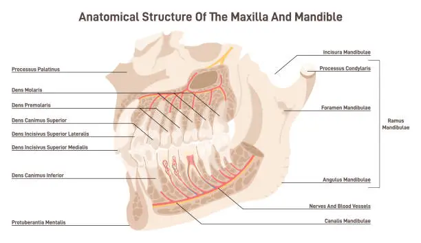 Vector illustration of Maxillary and mandible anatomy. Upper and lower jaw skeletal