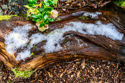 A close-up shot of melting snow on a log in Seatac, Washington. It is springtime.