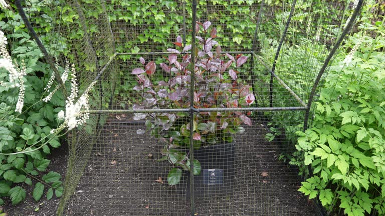 Kath aka Catha Edulis Plant Behind Fence, Close Up