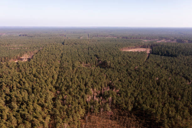 istock Huge swathes of forest, view from a drone. 2068663557