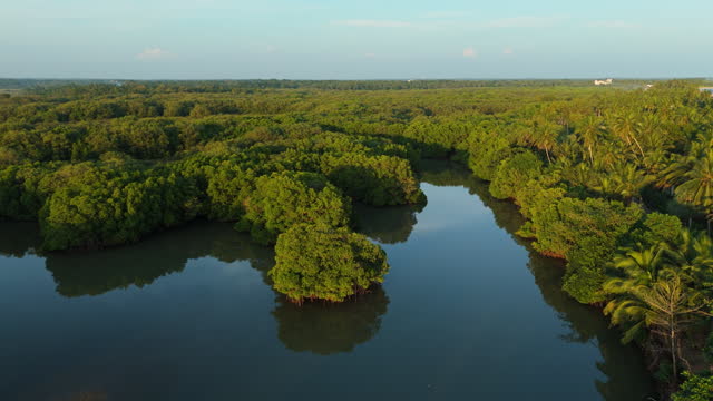 Aerial view of mangrove forest on Sri Lanka