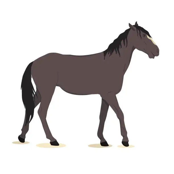 Vector illustration of vector illustration of a dark gray horse isolated on a white background. The theme of equestrian sports, farming, veterinary medicine and animal husbandry