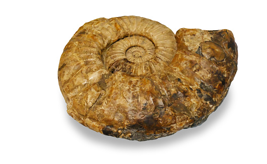 beautiful background ammonite texture in section with the golden ratio macro photo close-up