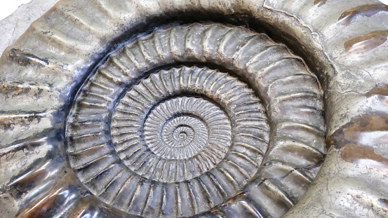 Close-up of an ammonite fossil dating from the Jurassic\nperiod.