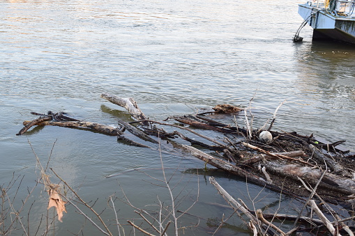 flood driftwood of the Rhine