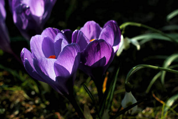 Flower-Krokus Flower-Blümen-Krokus-Spring krokus flower stock pictures, royalty-free photos & images