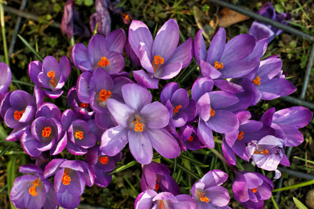 Flower-Krokus Flower-Blümen-Krokus-Spring krokus stock pictures, royalty-free photos & images