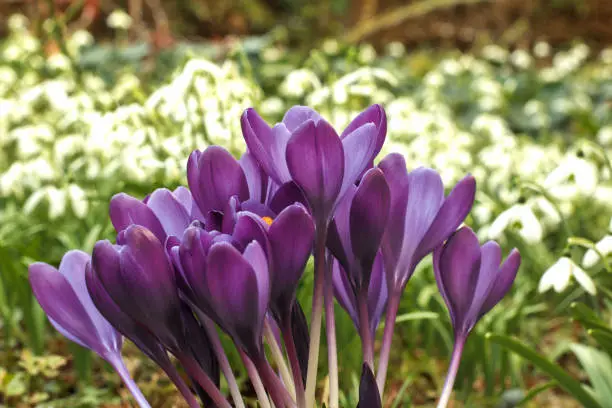 Flower-Blümen-Krokus-Spring