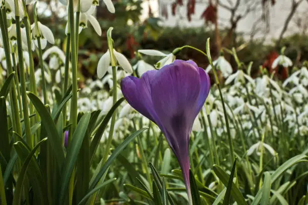 Flower-Blümen-Krokus-Spring