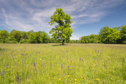 Old tree on a blooming meadow on a sunny warm spring day in the English Garden of Munich, Bavaria, Germany