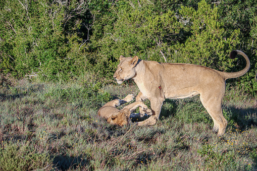 mother lion ois watching her children and plays with one