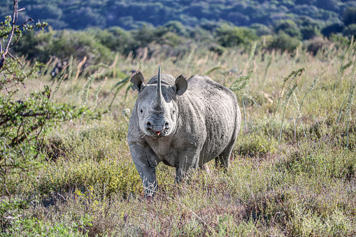 Front view of a sleeping white rhino in the Kruger National Park in South Africa