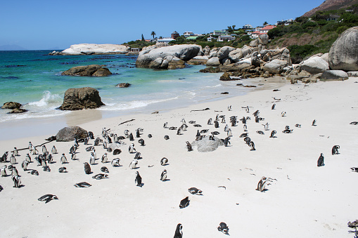 many Penguins in the in the Boulders Beach Nature Reserve. Cape Town, South Africa