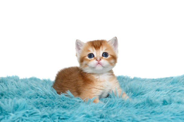 Scottish kitten with blue eyes, striped red color, age 1 month, lies on a blue plaid. Isolated on a white background.