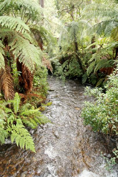 istock Water stream flowing in middle tropical forest 2068706426