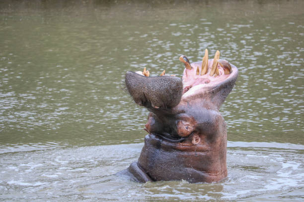 istock hippo at the river shouting with open mouth 2068707481