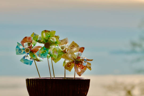 Money flowers growing in clay planter