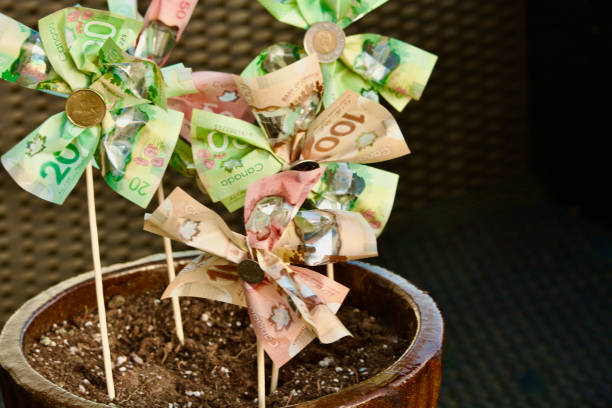 istock Money flowers growing in planter 2068709582