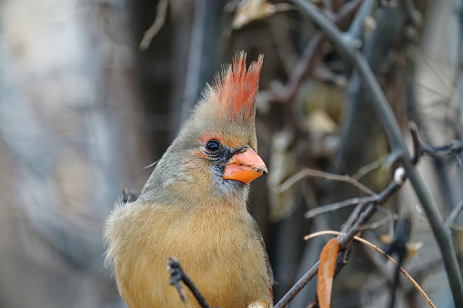 Male Cardinal in a pine tree in the Winter time.
