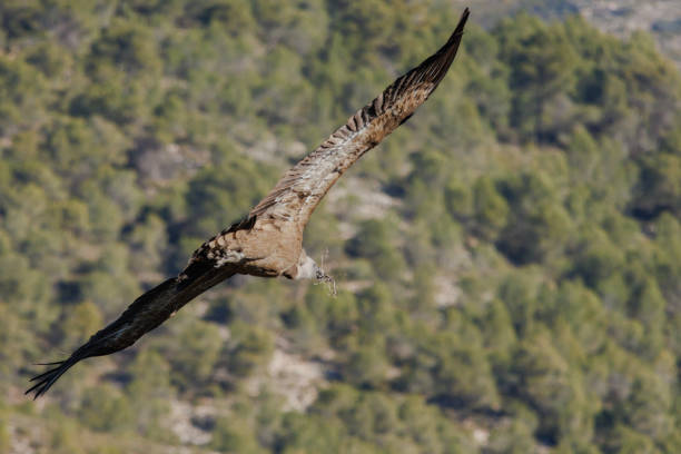 Flying griffon vulture, Gyps fulvus, with branches in its beak for nest making. Alcoy, Spain