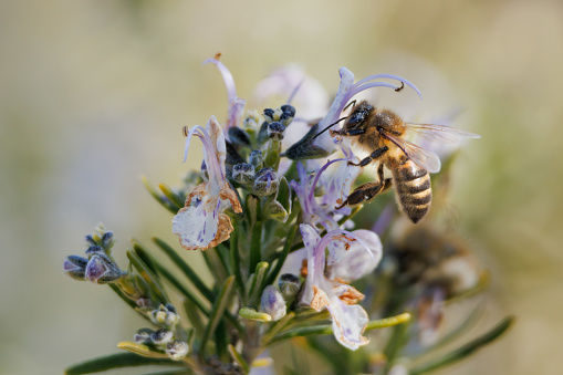 European bee (apis mellifera) collecting nectar from rosemary flowers (Rosmarinus officinalis L.), Alcoy