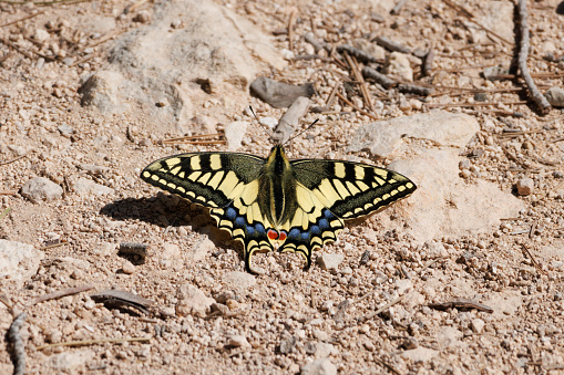 Lepidoptera insect on wild plants, North China