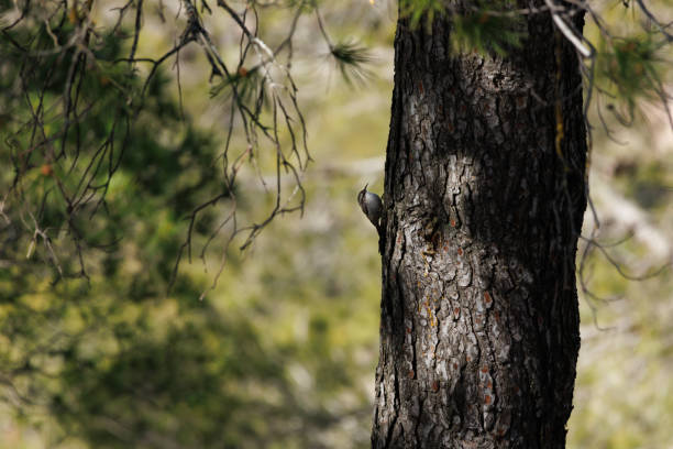 European treecreeper (Certhia brachydactyla) climbing the trunk of a pine tree in the forest, Alcoy, Spain