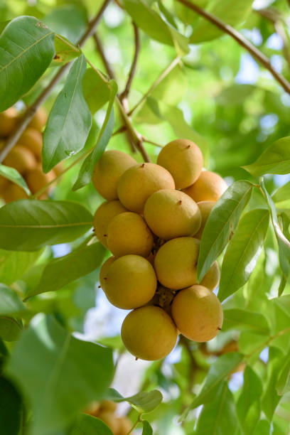 istock Pitomba, Brazilian fruit. Bunch of pitomba on the tree. 2068750917