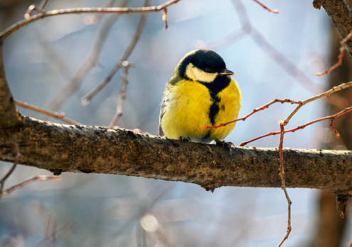 Blue tit in a tree at sunrise