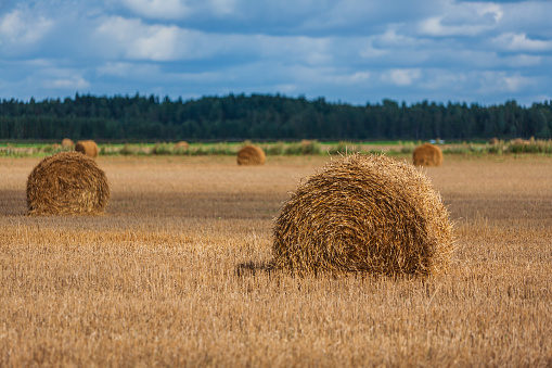 Hay bales in the field, dramatic sky in the background