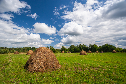 Several haystacks in a meadow