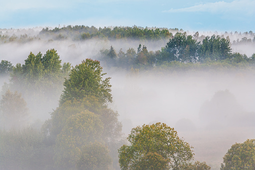 Rural landscape in the morning fog