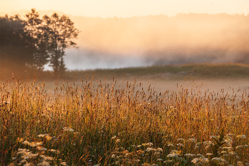 Closeup of meadow grasses at sunrise