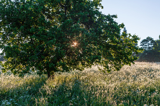 Apple tree and meadow at summer sunrise