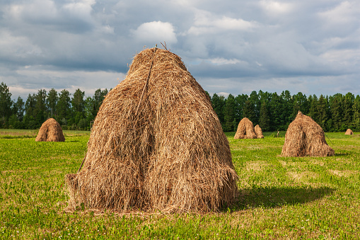 Grasses bordering farmlands on the Normandy coast in France