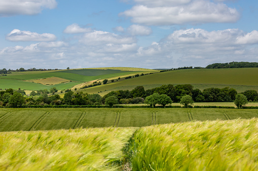 A rural Sussex farm landscape with green cereal crops growing in the fields