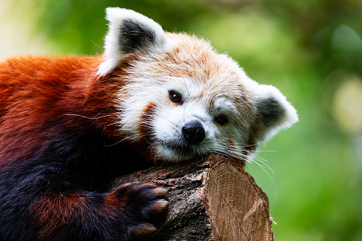 Red panda. Mammal and mammals. Land world and fauna. Wildlife and zoology. Nature and animal photography.