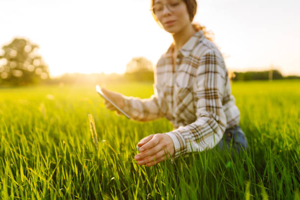 istock A woman farmer with a modern tablet in green field. 2068803067