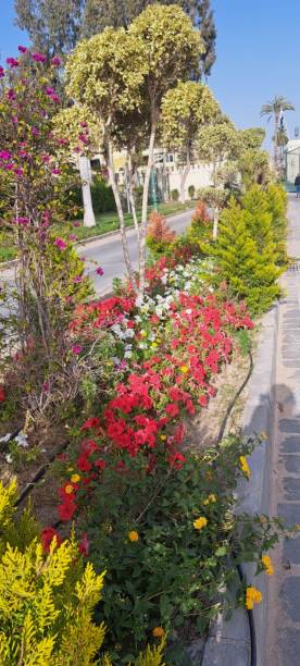 istock Spring and flower  in montazah 2068816336