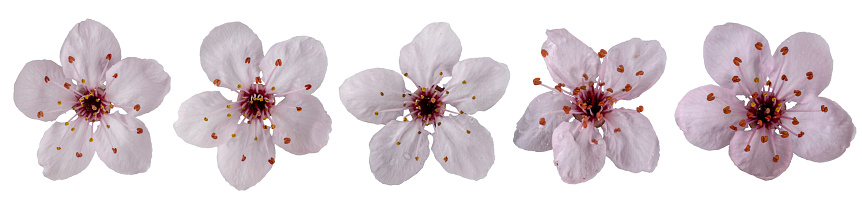 Pink apple tree ( malus purpurea ) flowers collection, isolated on white   background.