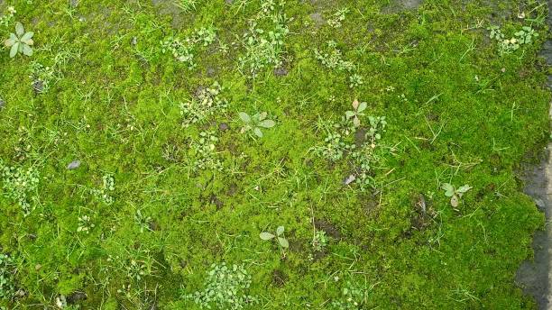 istock The moss and grass that grow rarely, close up 2068842999