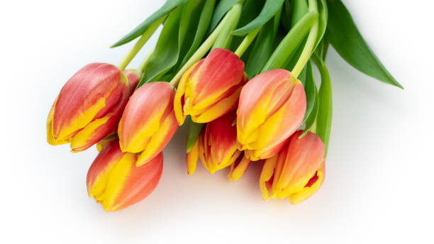 istock Bouquet of tulips isolated 2068846648