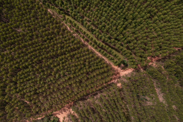aerial view of eucalyptus plantation - top view