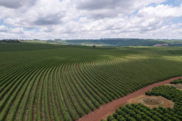 istock coffee plantation curves on sunny day with clouds 2068858939