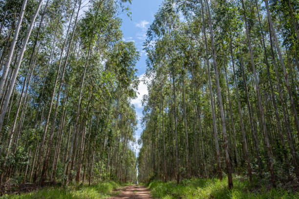 istock eucalyptus plantation seen from below 2068862122