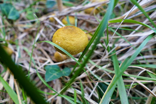 Gymnopilus penetrans (Common Rustgill) growing through grass in a woodland area