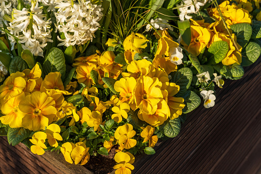 March 2024: Arrangement of various Spring Flowers in bright colors